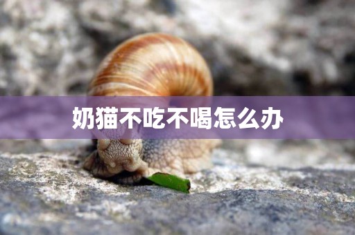 奶貓不吃不喝怎么辦