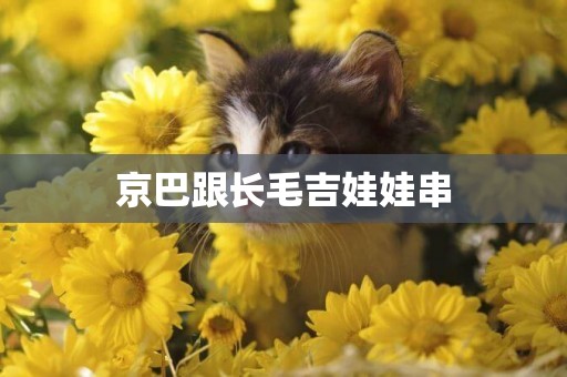 京巴跟長毛吉娃娃串