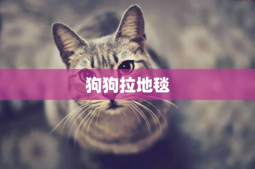 狗狗拉地毯