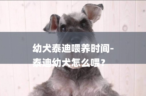 幼犬泰迪喂養時間-
泰迪幼犬怎么喂？