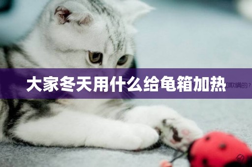 大家冬天用什么給龜箱加熱