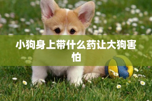 小狗身上帶什么藥讓大狗害怕