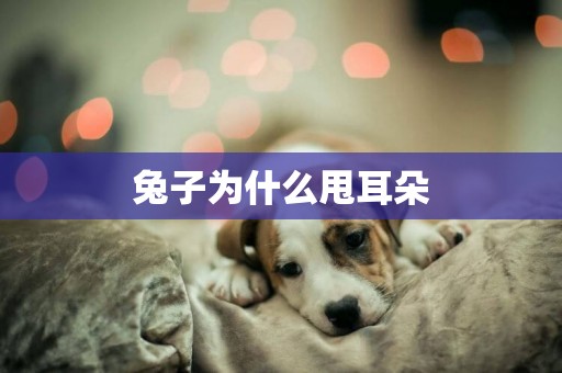 兔子為什么甩耳朵