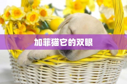 加菲貓它的雙眼