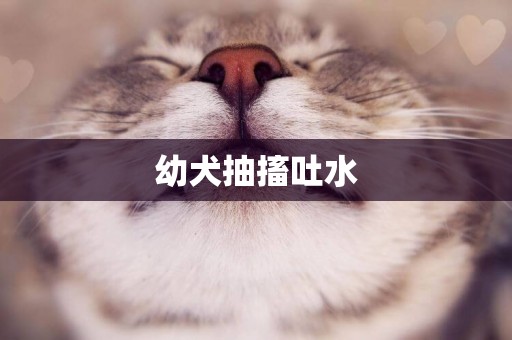 幼犬抽搐吐水
