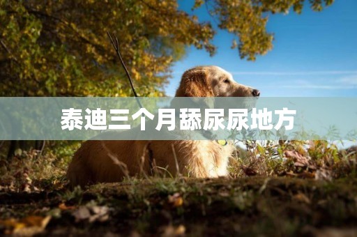 泰迪三個月舔尿尿地方