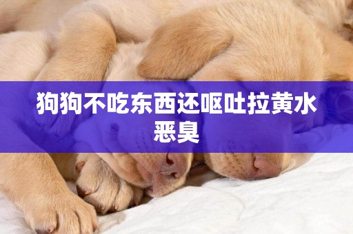 狗狗不吃東西還嘔吐拉黃水惡臭