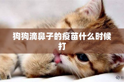 狗狗滴鼻子的疫苗什么時候打
