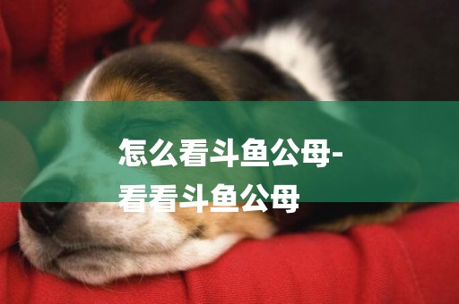 怎么看斗魚公母-
看看斗魚公母