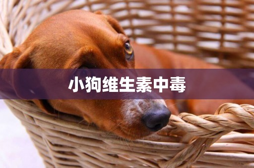 小狗維生素中毒