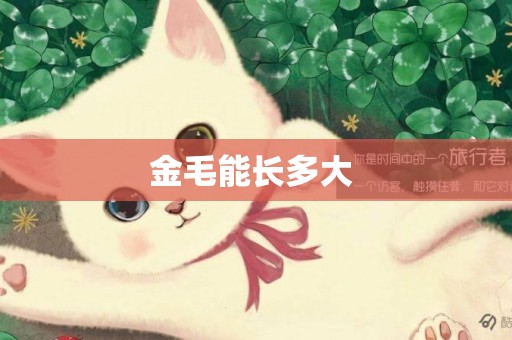金毛能長多大 