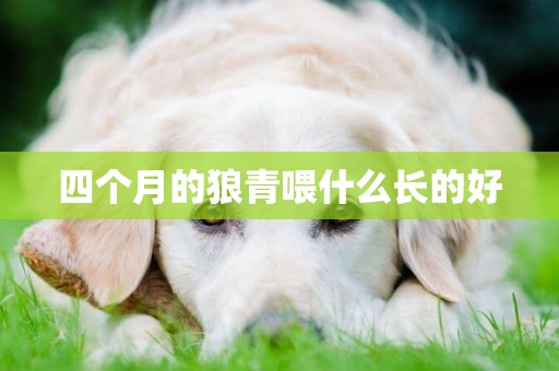 四個月的狼青喂什么長的好