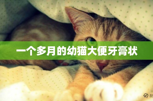 一個多月的幼貓大便牙膏狀