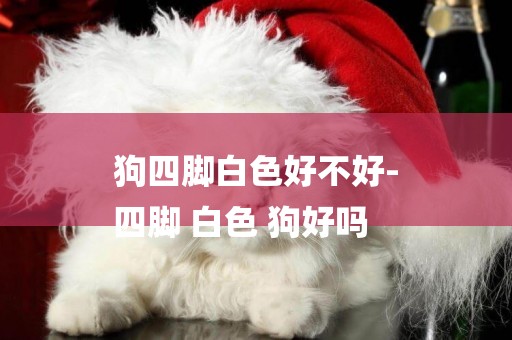 狗四腳白色好不好-
四腳 白色 狗好嗎