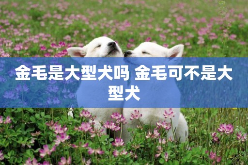 金毛是大型犬嗎 金毛可不是大型犬
