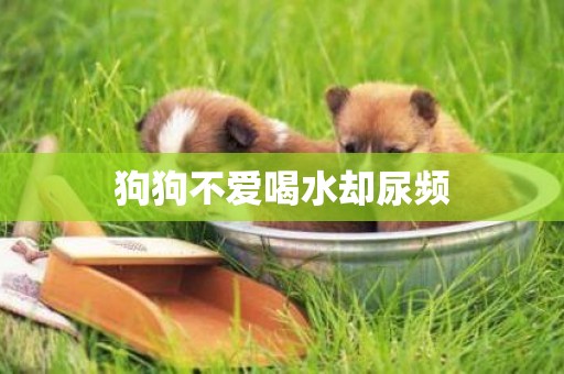 狗狗不愛喝水卻尿頻