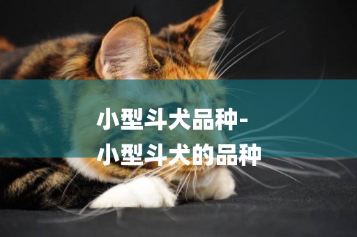 小型斗犬品種-
小型斗犬的品種