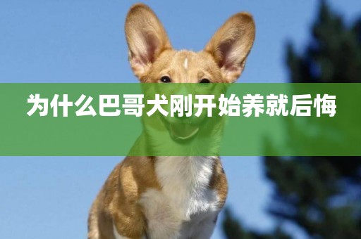 為什么巴哥犬剛開始養就后悔 