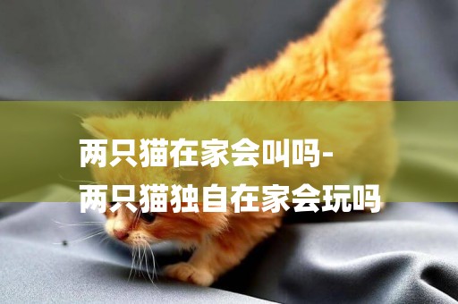 兩只貓在家會叫嗎-
兩只貓獨自在家會玩嗎