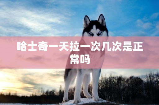 哈士奇一天拉一次幾次是正常嗎