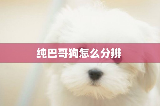 純巴哥狗怎么分辨 