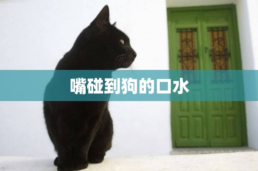 嘴碰到狗的口水