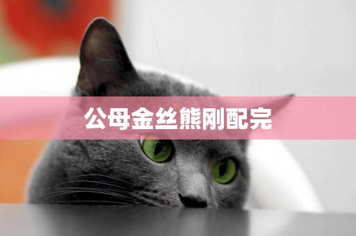 公母金絲熊剛配完