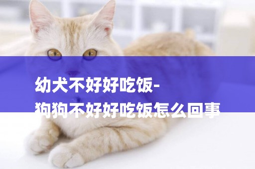 幼犬不好好吃飯-
狗狗不好好吃飯怎么回事