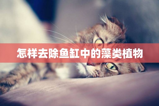 怎樣去除魚缸中的藻類植物