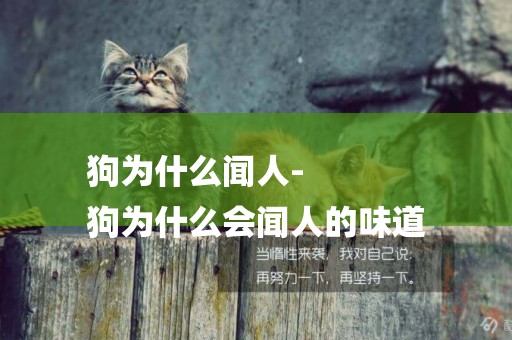 狗為什么聞人-
狗為什么會聞人的味道