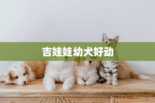 吉娃娃幼犬好動