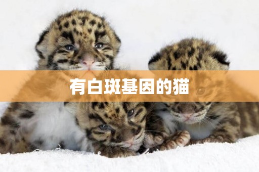 有白斑基因的貓