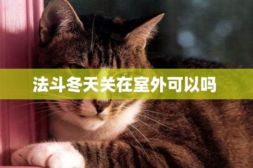 法斗冬天關在室外可以嗎 