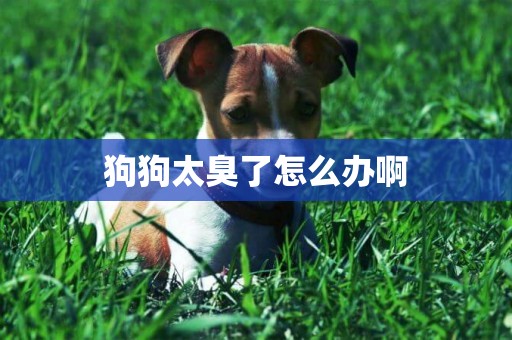 狗狗太臭了怎么辦啊