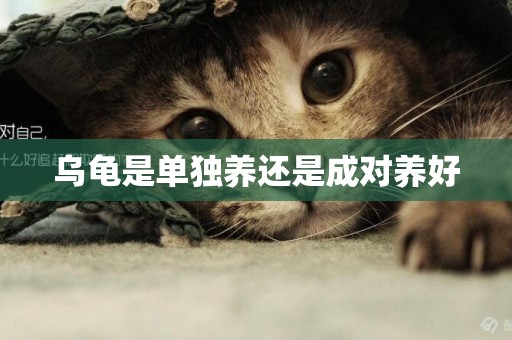烏龜是單獨養還是成對養好