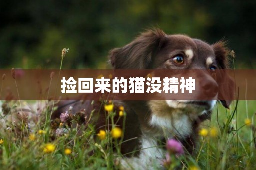 撿回來的貓沒精神