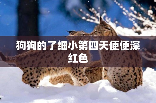 狗狗的了細小第四天便便深紅色