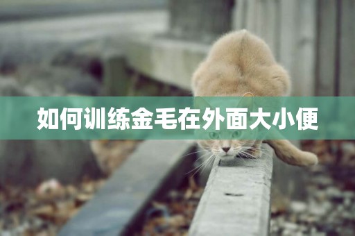 如何訓練金毛在外面大小便