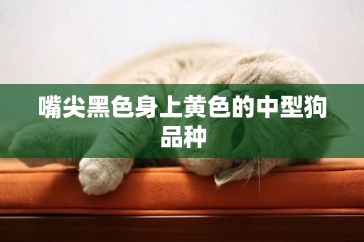 嘴尖黑色身上黃色的中型狗品種