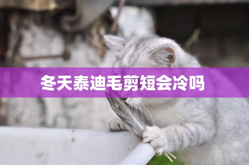 冬天泰迪毛剪短會冷嗎 