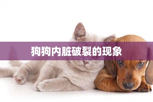 狗狗內臟破裂的現象