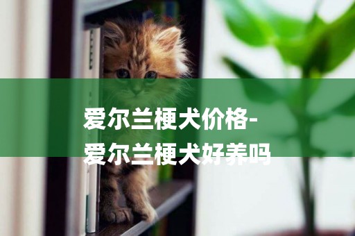 愛爾蘭梗犬價格-
愛爾蘭梗犬好養嗎