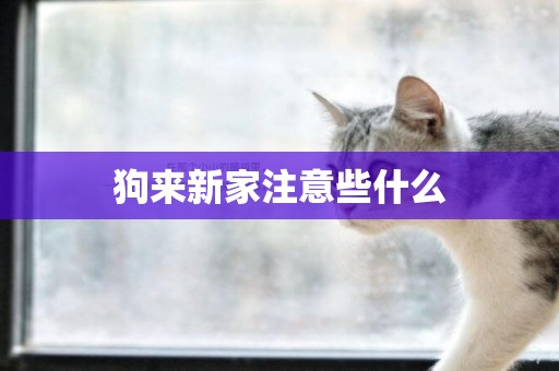 狗來新家注意些什么