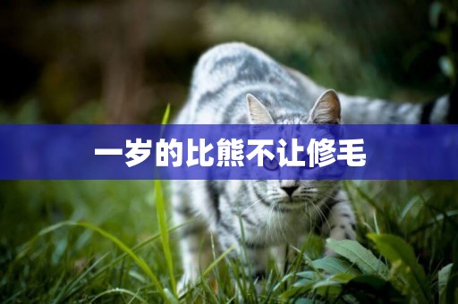 一歲的比熊不讓修毛