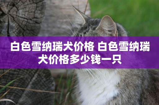白色雪納瑞犬價格 白色雪納瑞犬價格多少錢一只
