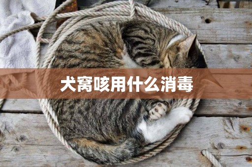 犬窩咳用什么消毒
