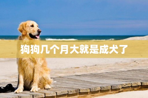 狗狗幾個月大就是成犬了