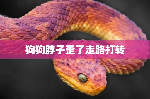 狗狗脖子歪了走路打轉