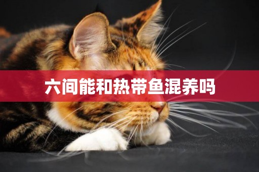 六間能和熱帶魚混養嗎