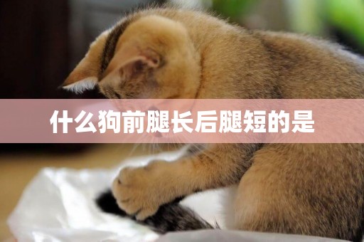 什么狗前腿長后腿短的是